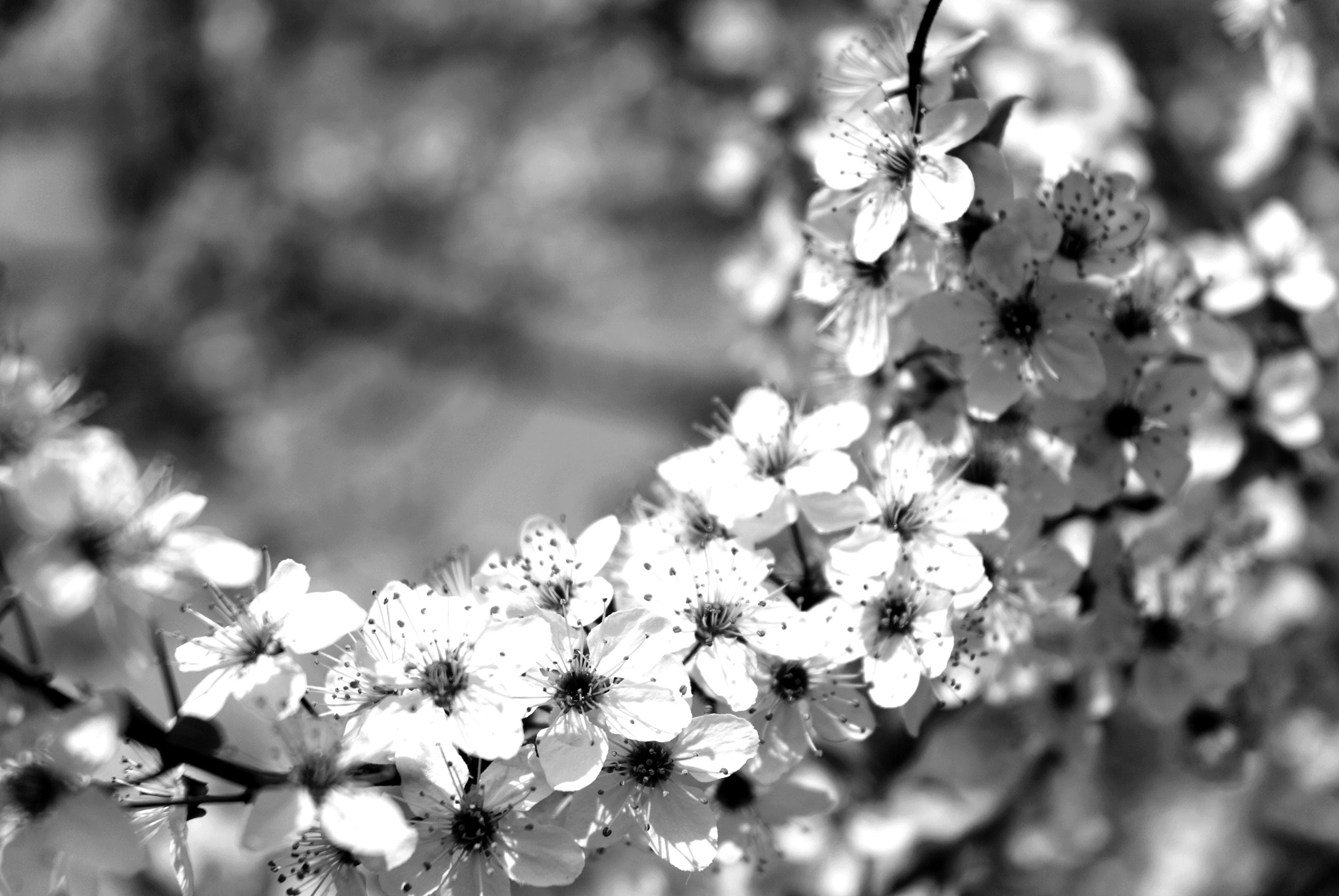 PAPERMOON Fototapete Blumen Schwarz Weiß Vlies