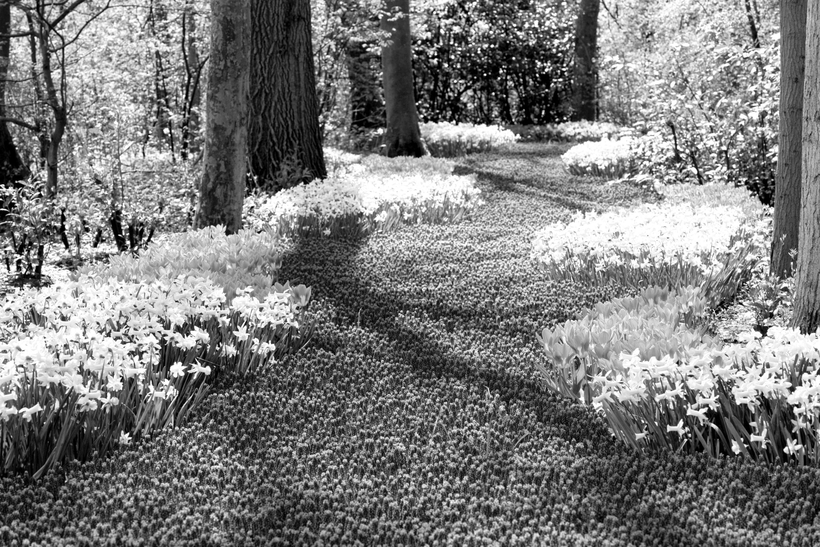 PAPERMOON Fototapete Wald Schwarz & Weiß Vlies