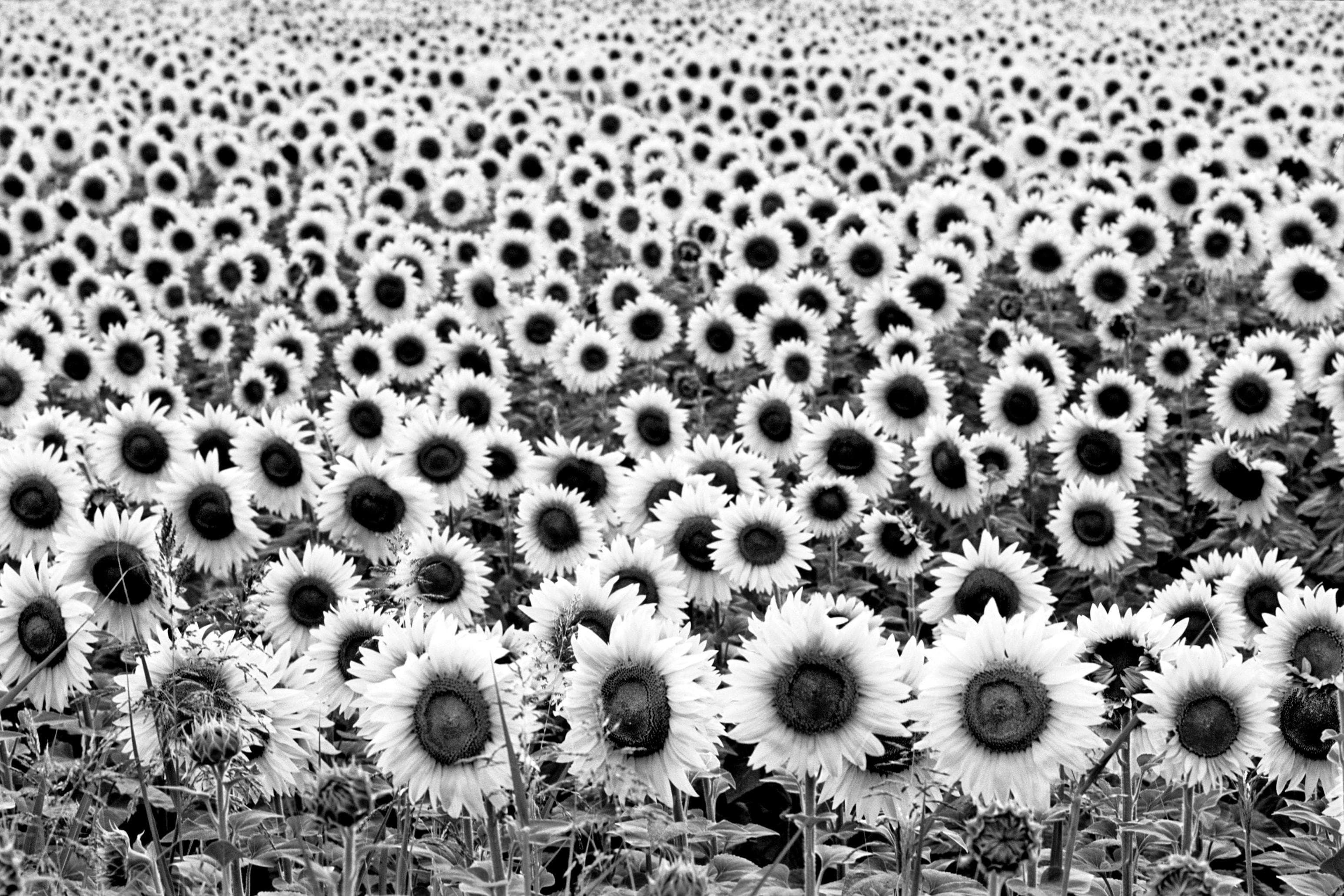 PAPERMOON Fototapete Sonnenblumen Schwarz Weiß Vlies