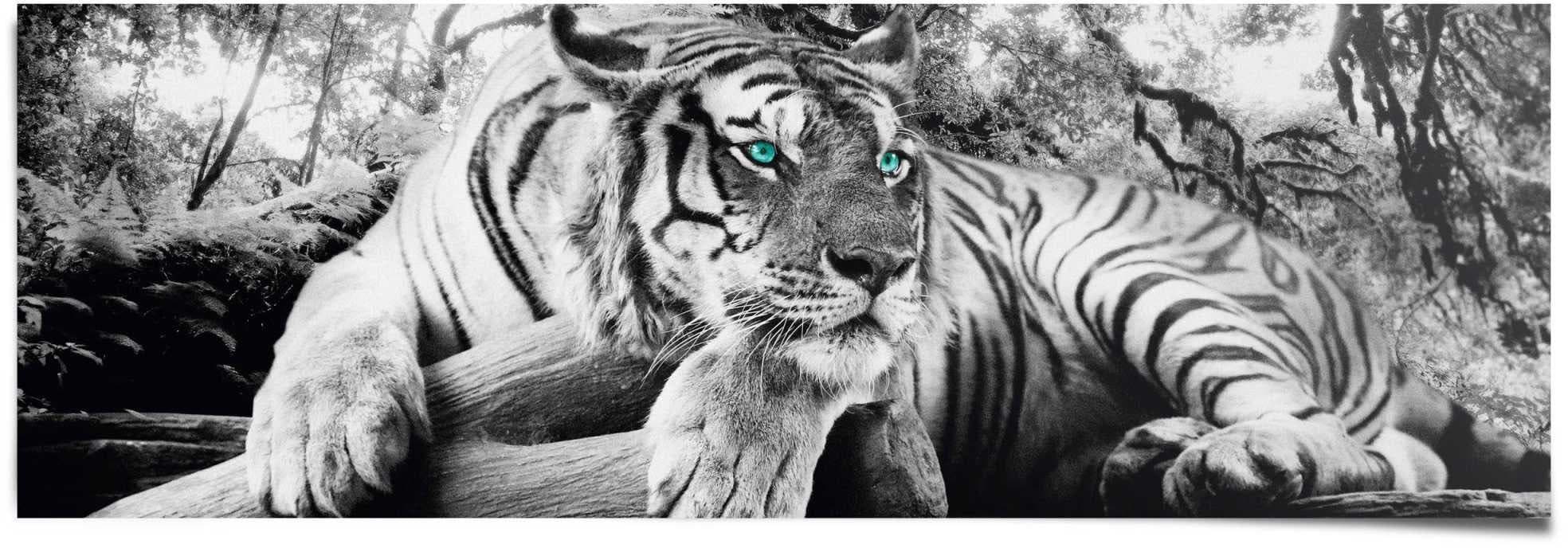 Poster REINDERS Tigerblick Schwarz 158x53 cm