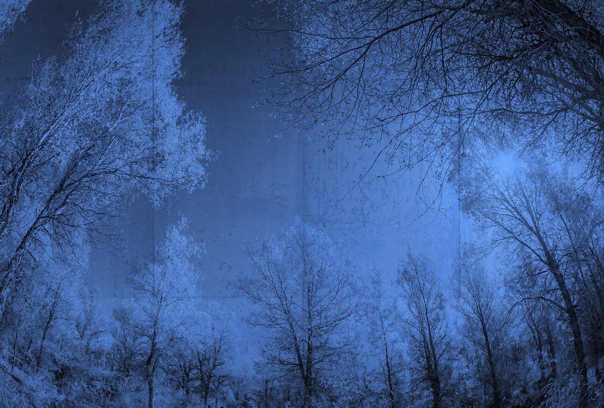 Fototapete ARCHITECTS PAPER "Atelier 47 Forest Glade 1" Dunkelblau, Schwarz, Hellblau Waldmotiv