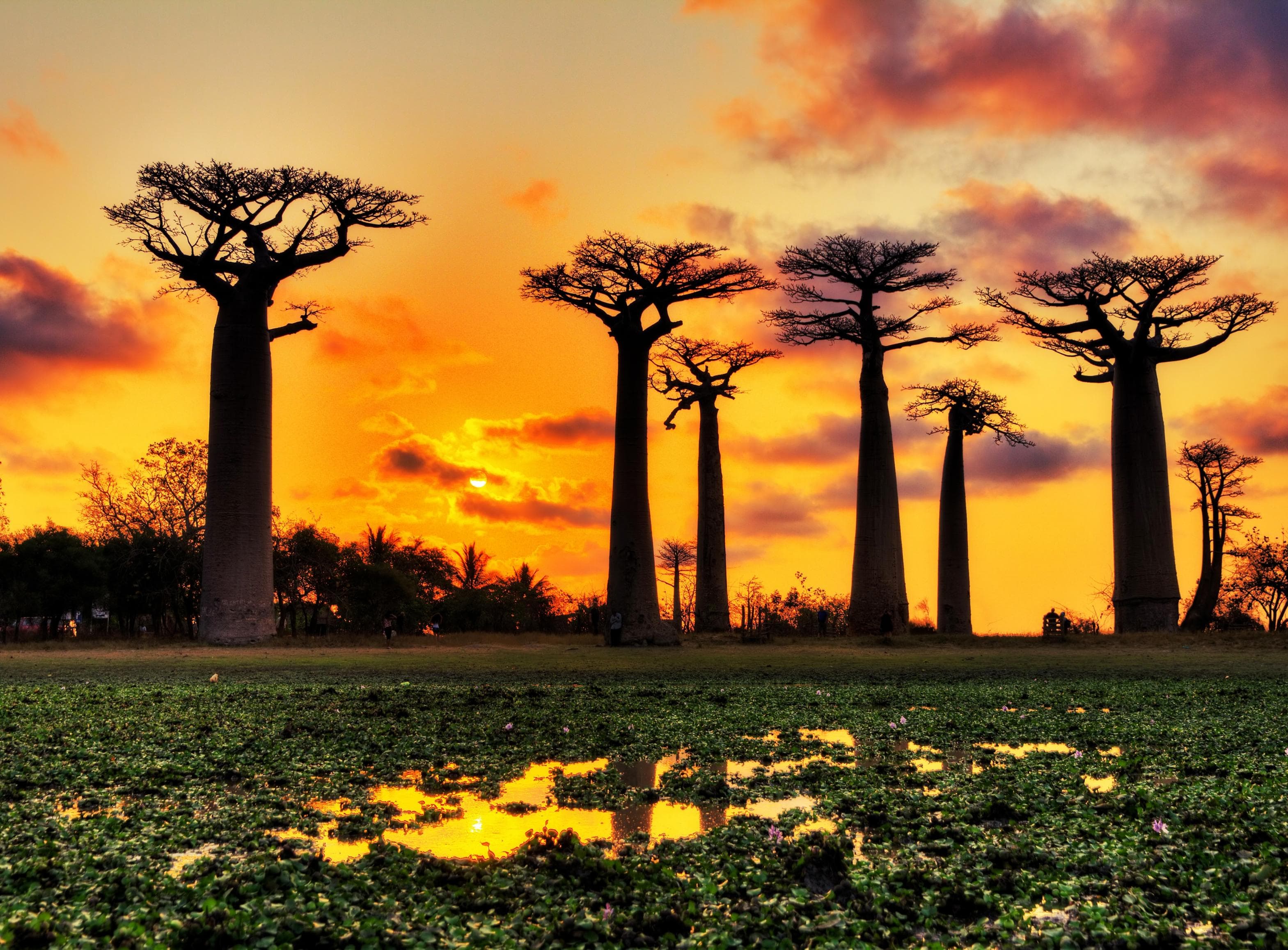 PAPERMOON Fototapete Baobabs Trees African Sunset Vlies