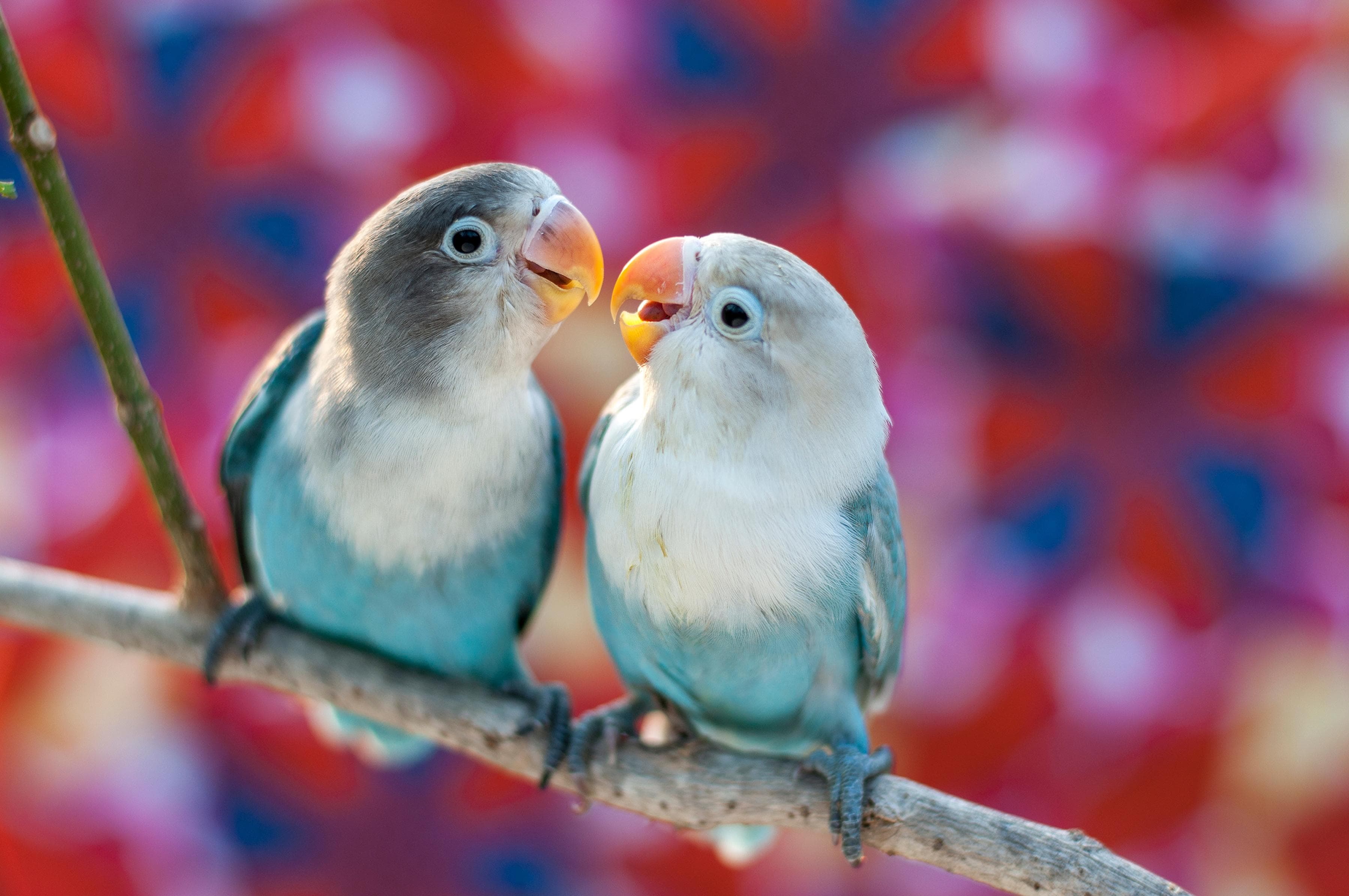 PAPERMOON Fototapete "Love Birds" Bunt Vlies