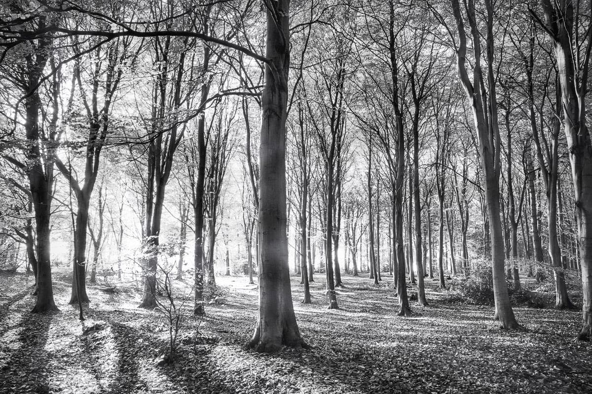 PAPERMOON Fototapete Wald Schwarz Weiß Vlies