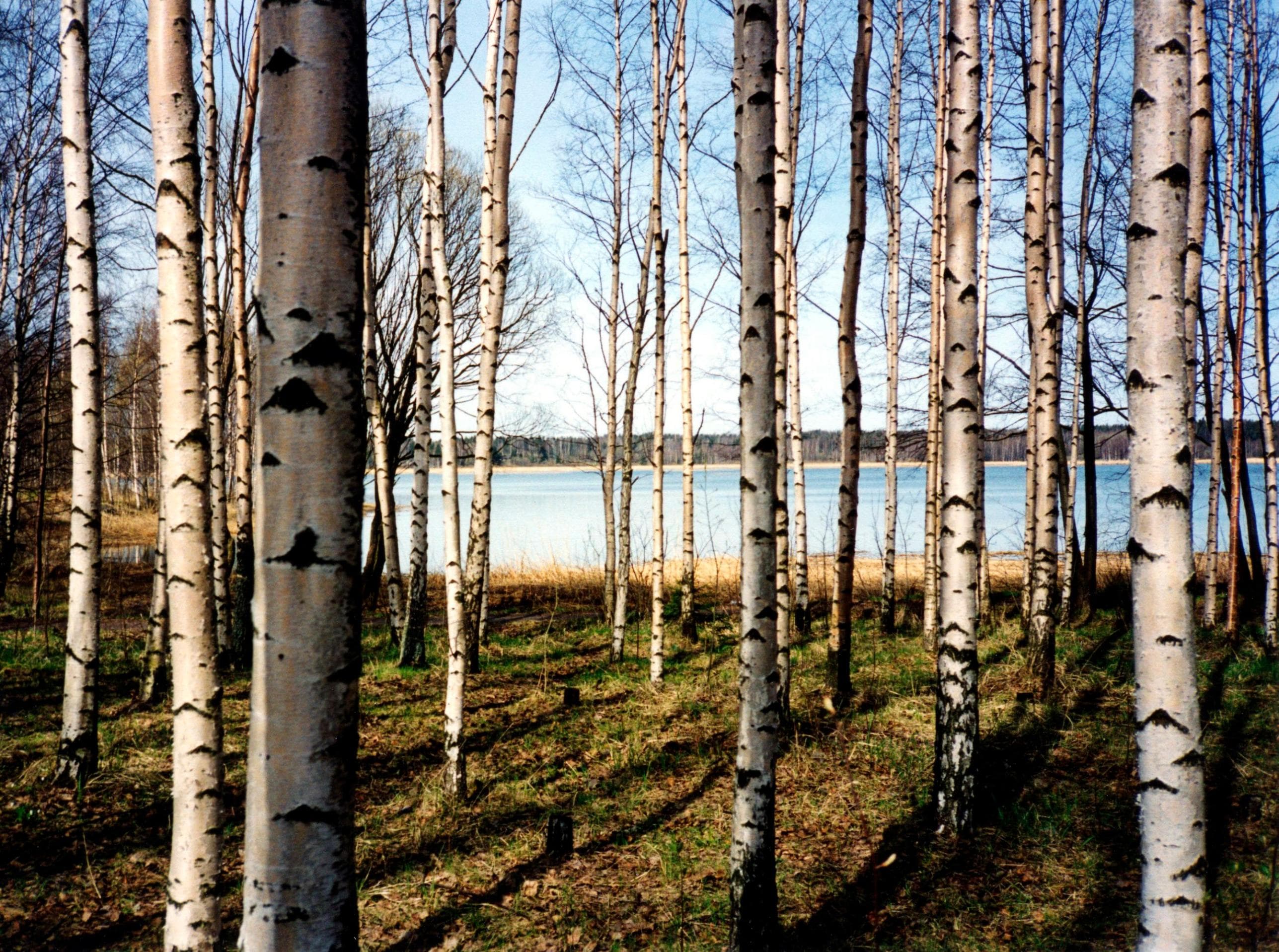PAPERMOON Fototapete Finnish Forest of Birch Trees Vlies Bunt