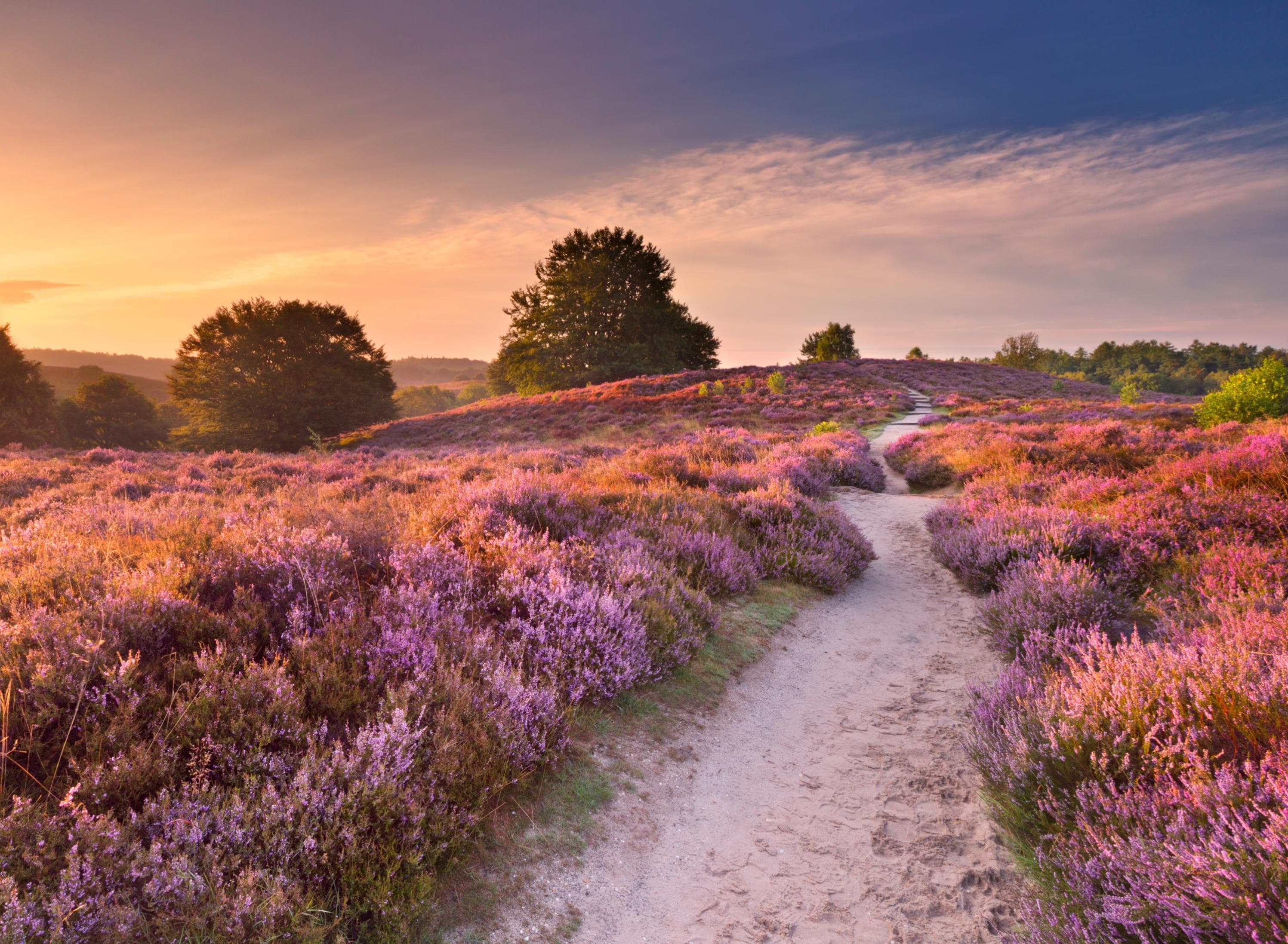 PAPERMOON Fototapete Blooming Heather at Sunrise Vlies