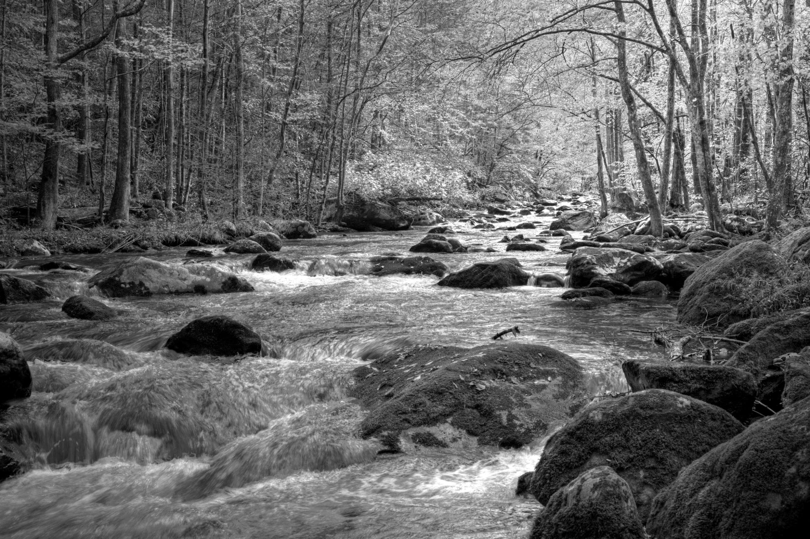 PAPERMOON Fototapete Fluss im Wald Schwarz & Weiß Vlies