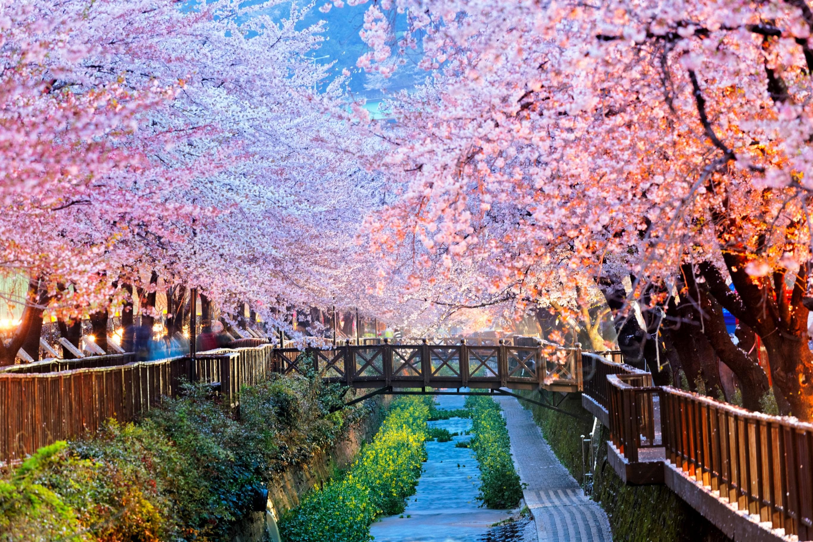 PAPERMOON Fototapete Cherry Blossoms Busan City Vlies Bunt