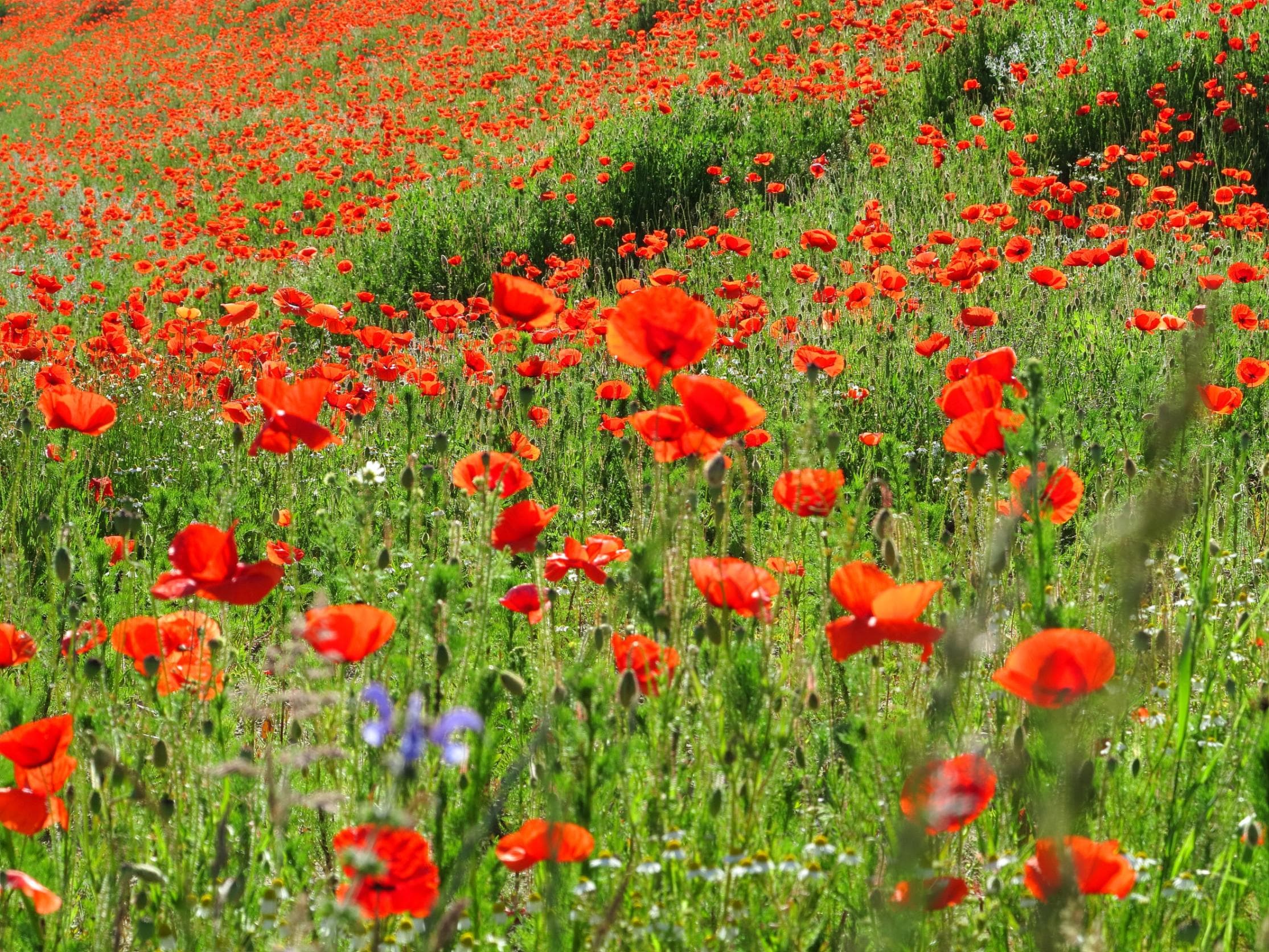 PAPERMOON Fototapete Red Poppa Field Vlies Bunt