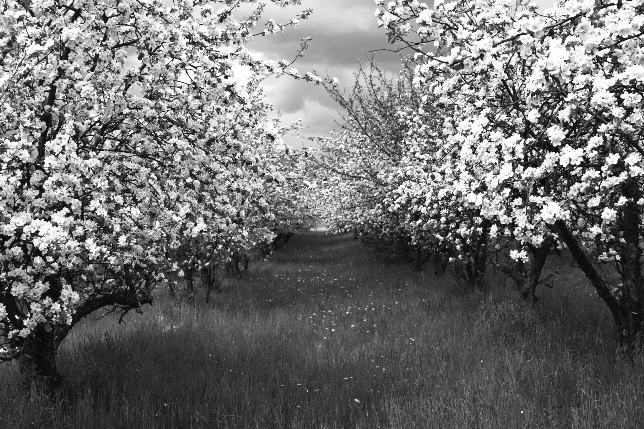 PAPERMOON Fototapete Baumplantage Schwarz & Weiß Vlies