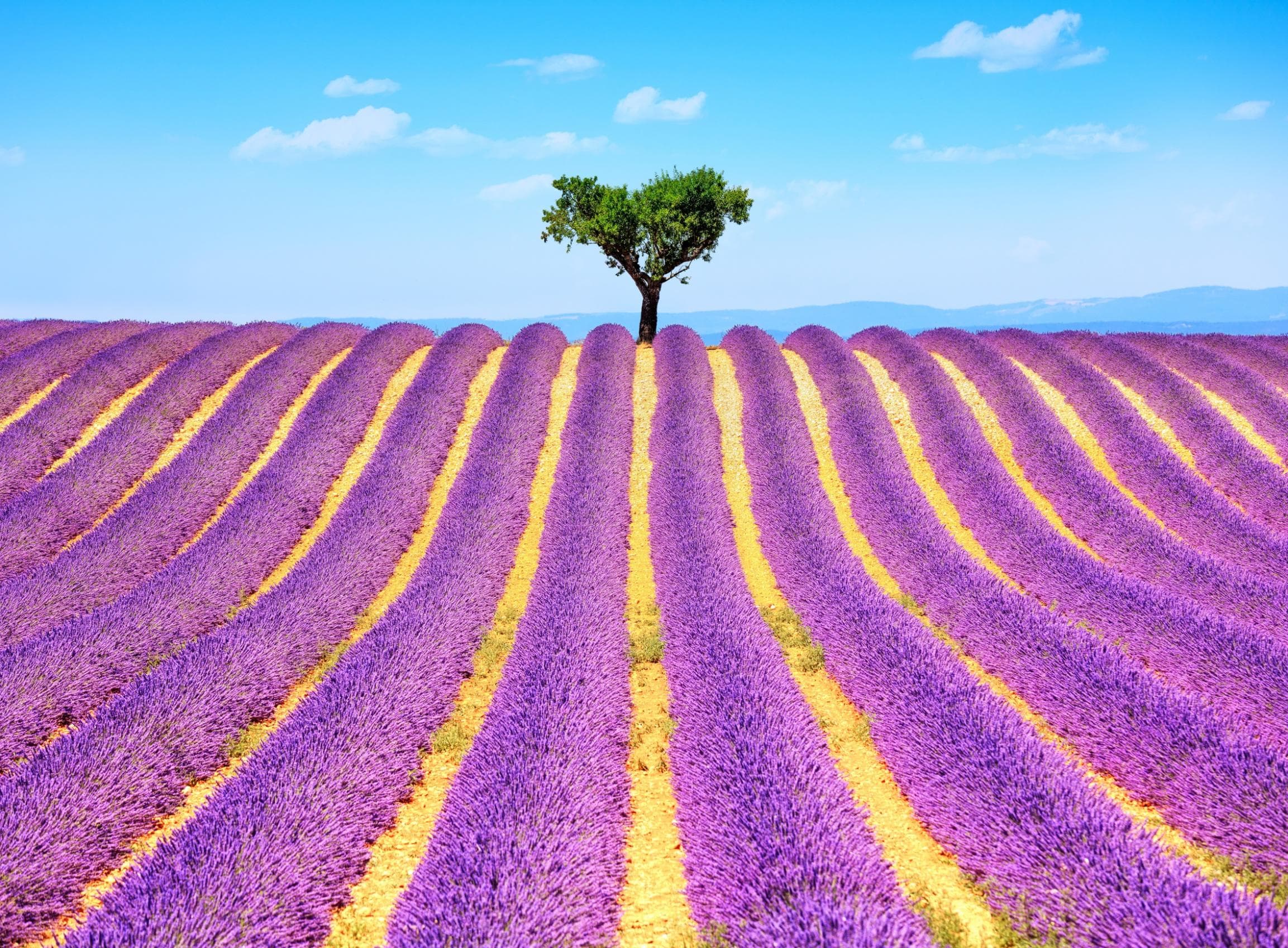 PAPERMOON Fototapete Lavender in Provence Vlies bunt