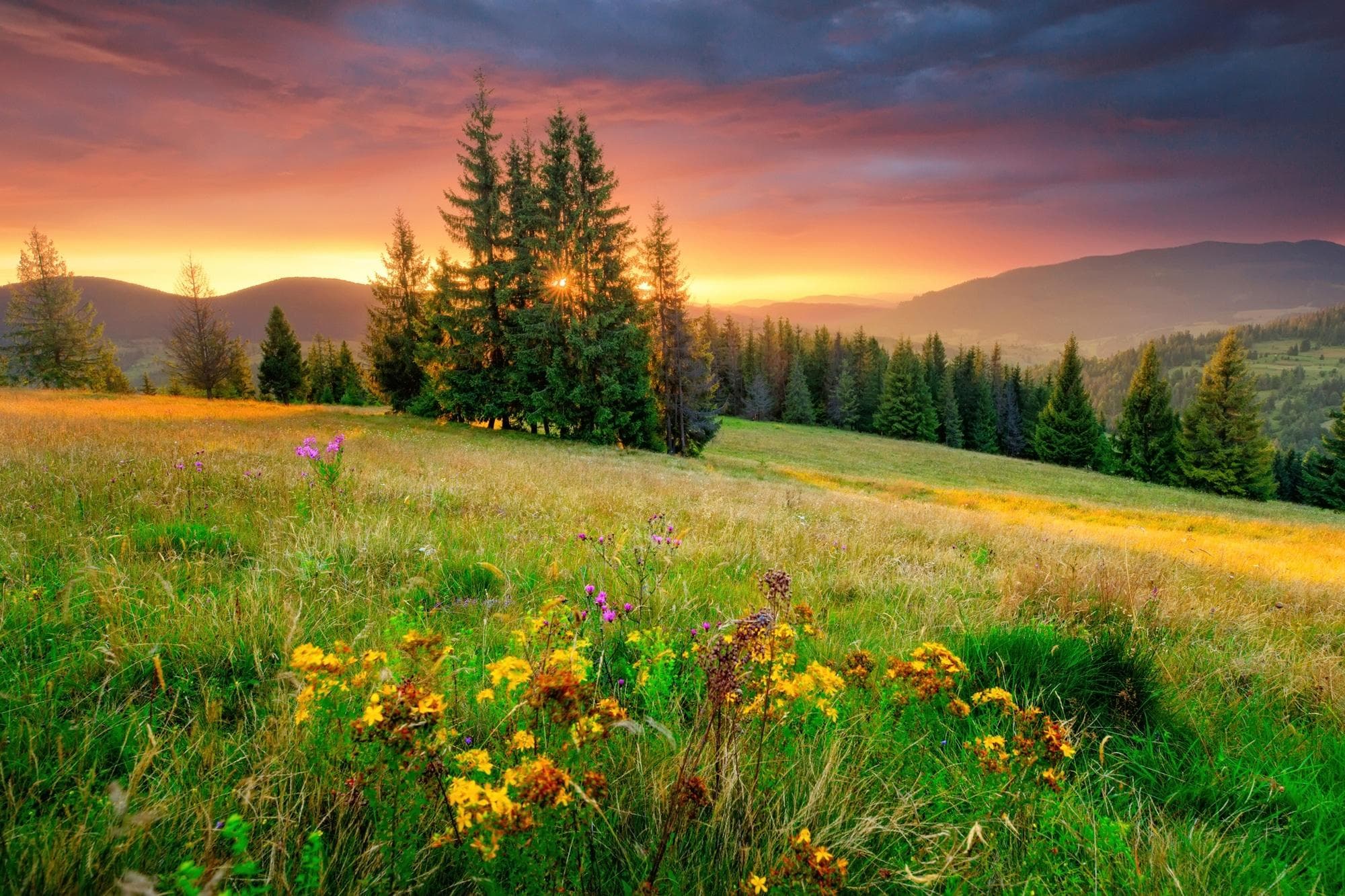 PAPERMOON Fototapete Blumen Wiese Gebirge Natur Vlies