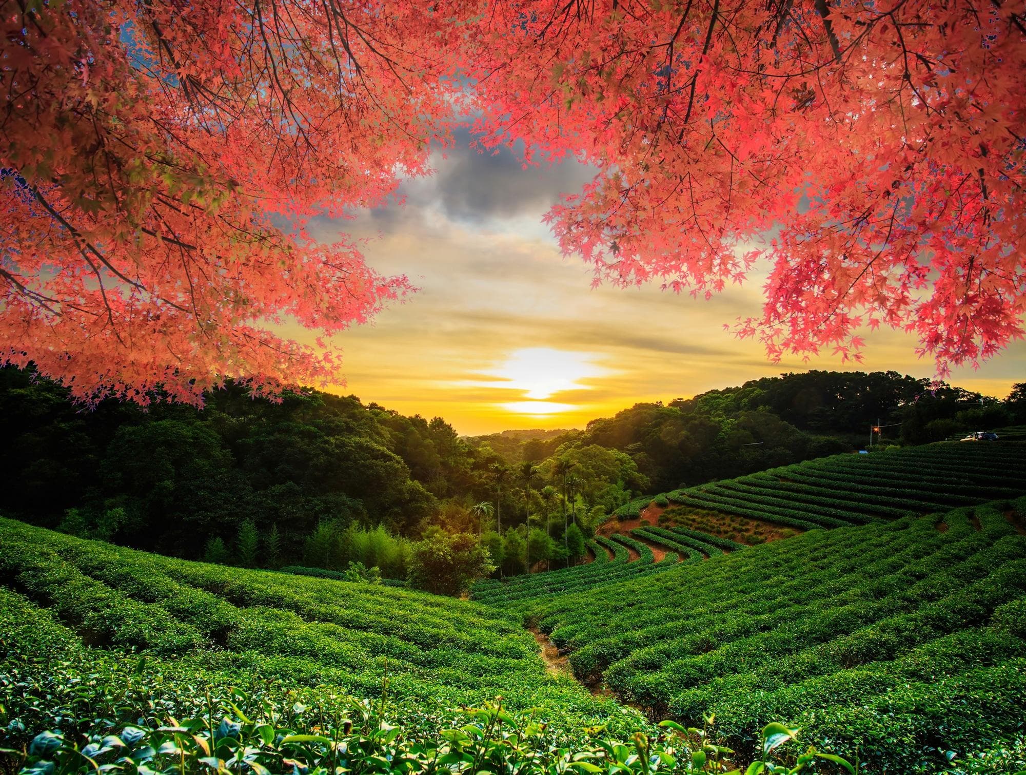 PAPERMOON Fototapete Vlies Bunt Herbstlandschaft