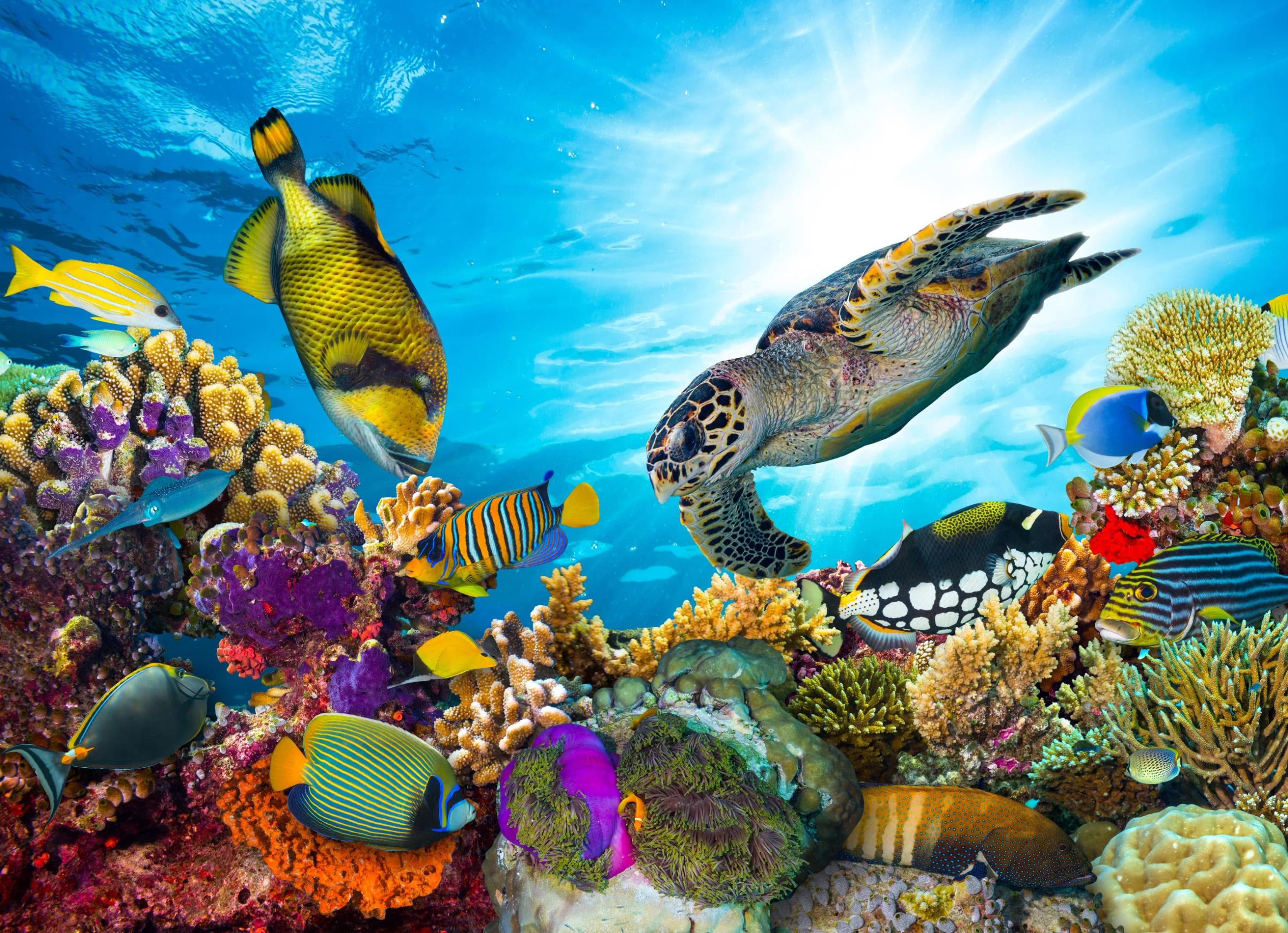PAPERMOON Fototapete Coral Reef Fiji Bunt Vlies