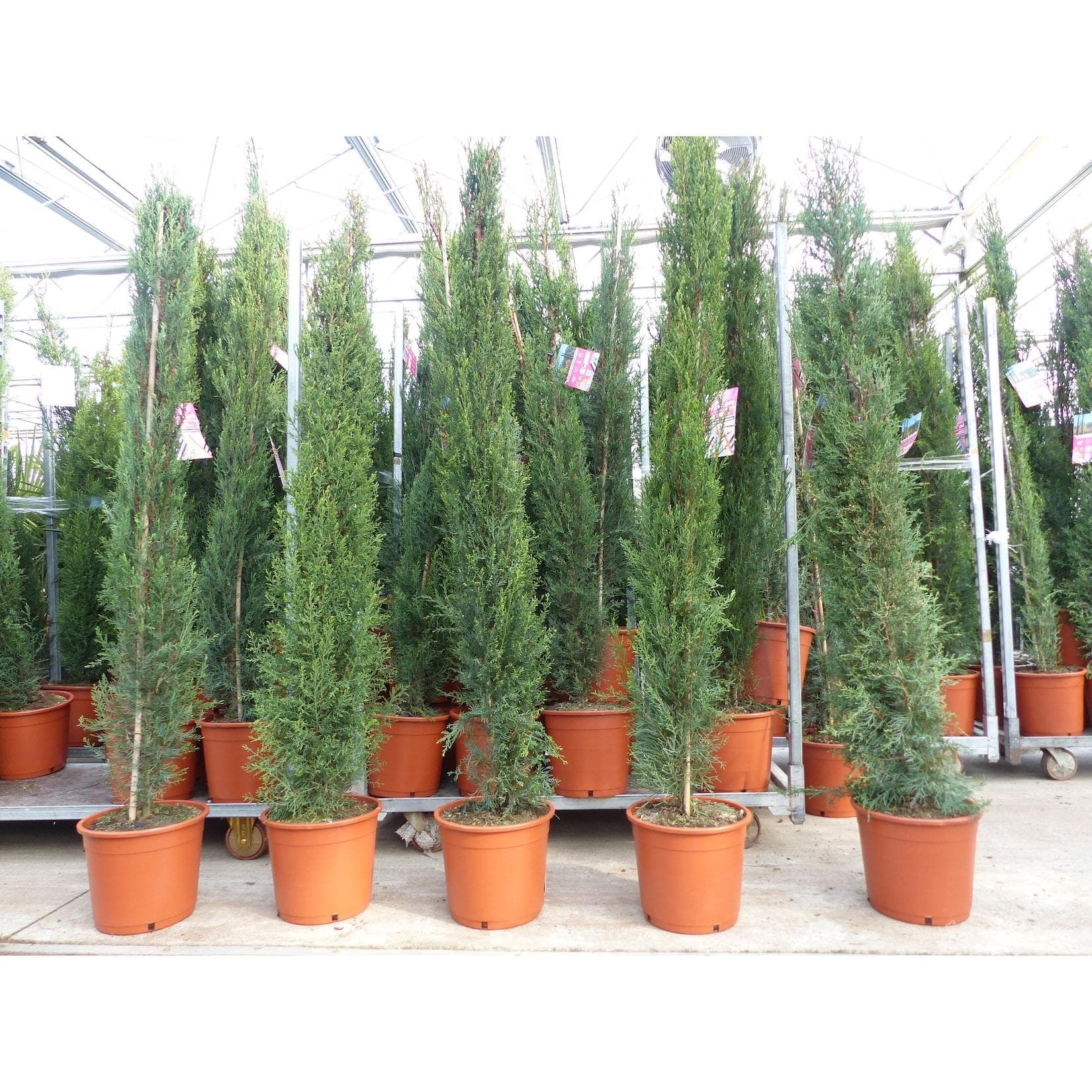 4x Toskana Zypresse 200 cm Säulenbuschig Grün