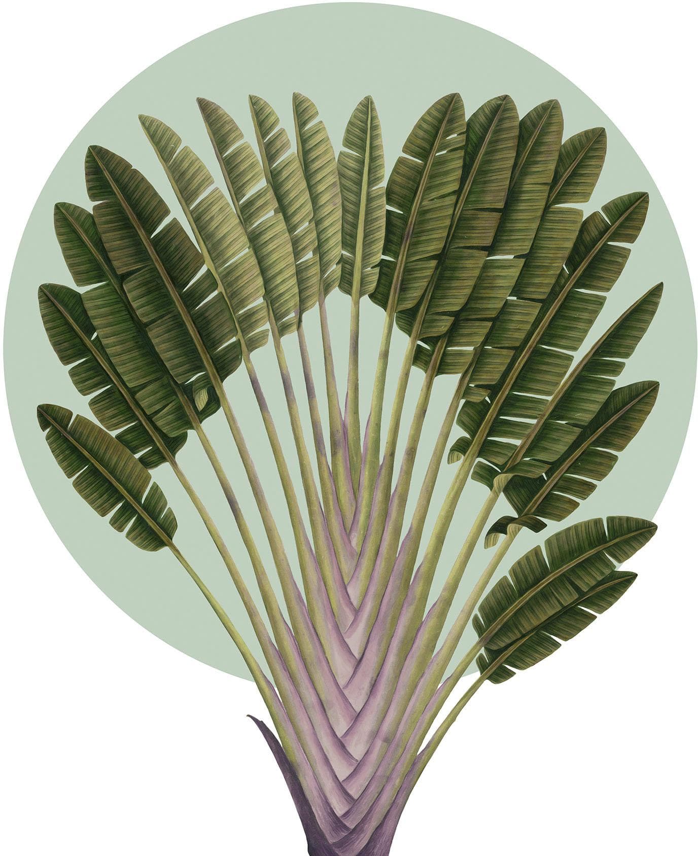 Komar Wandbild Botanical Garden Pinnate Palm Grün