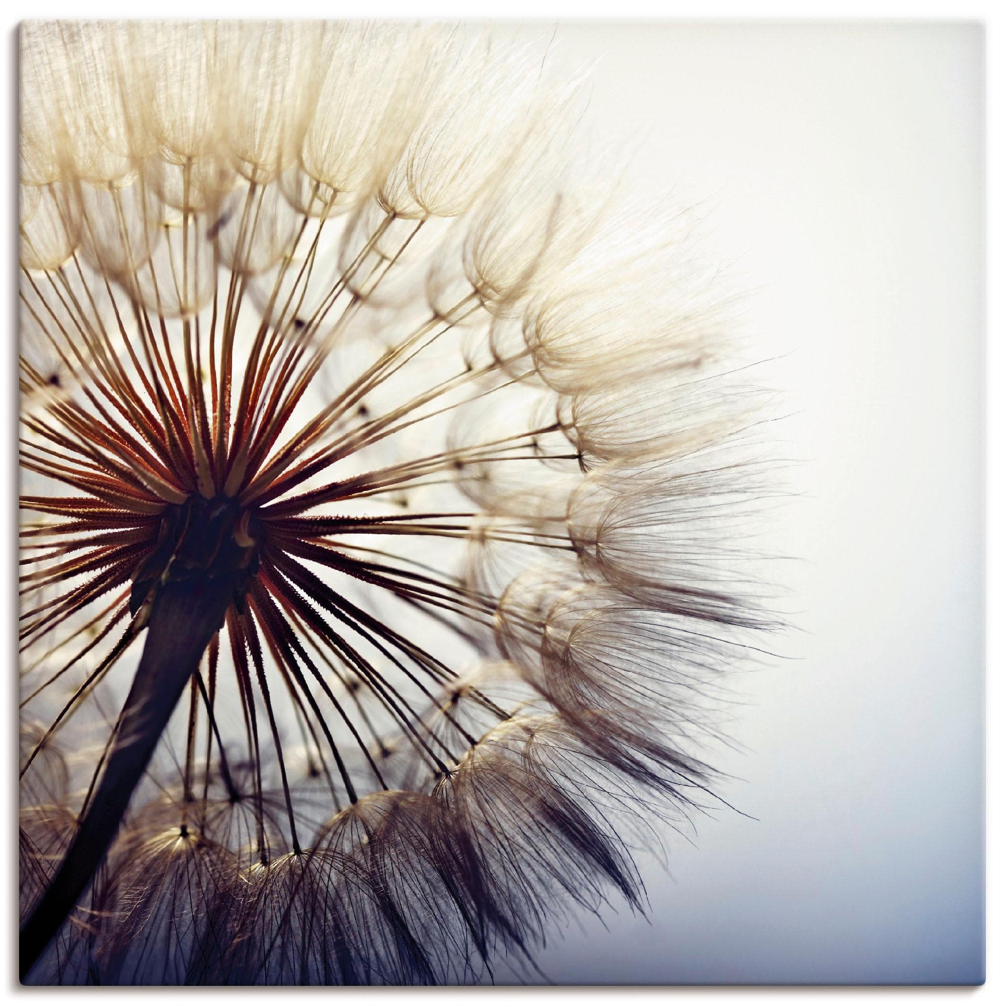 Wandbild ARTLAND Große Pusteblume Blau Leinwandbild