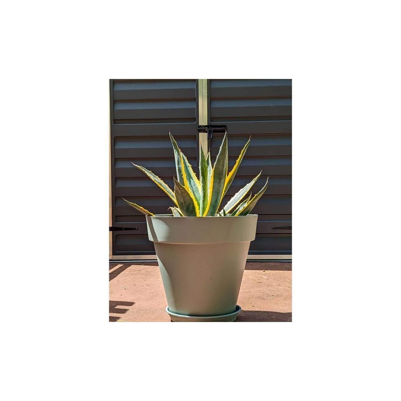 RIVIERA Blumenkasten rund Tongrün Kunststoff 50 cm