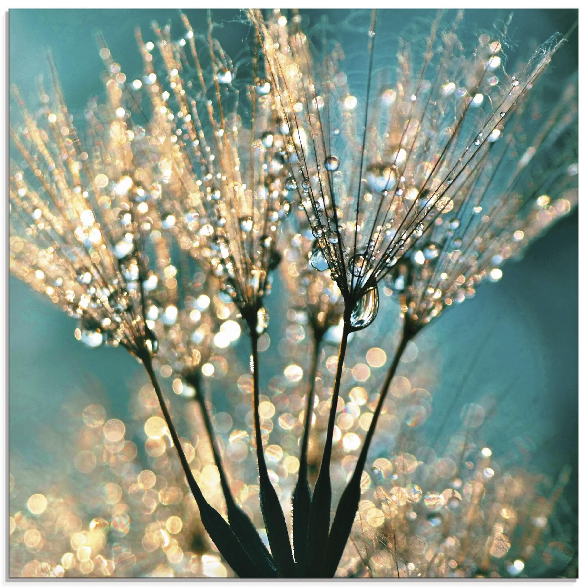 Glasbild Pusteblume Schirmchen abstrakt Blau Artland