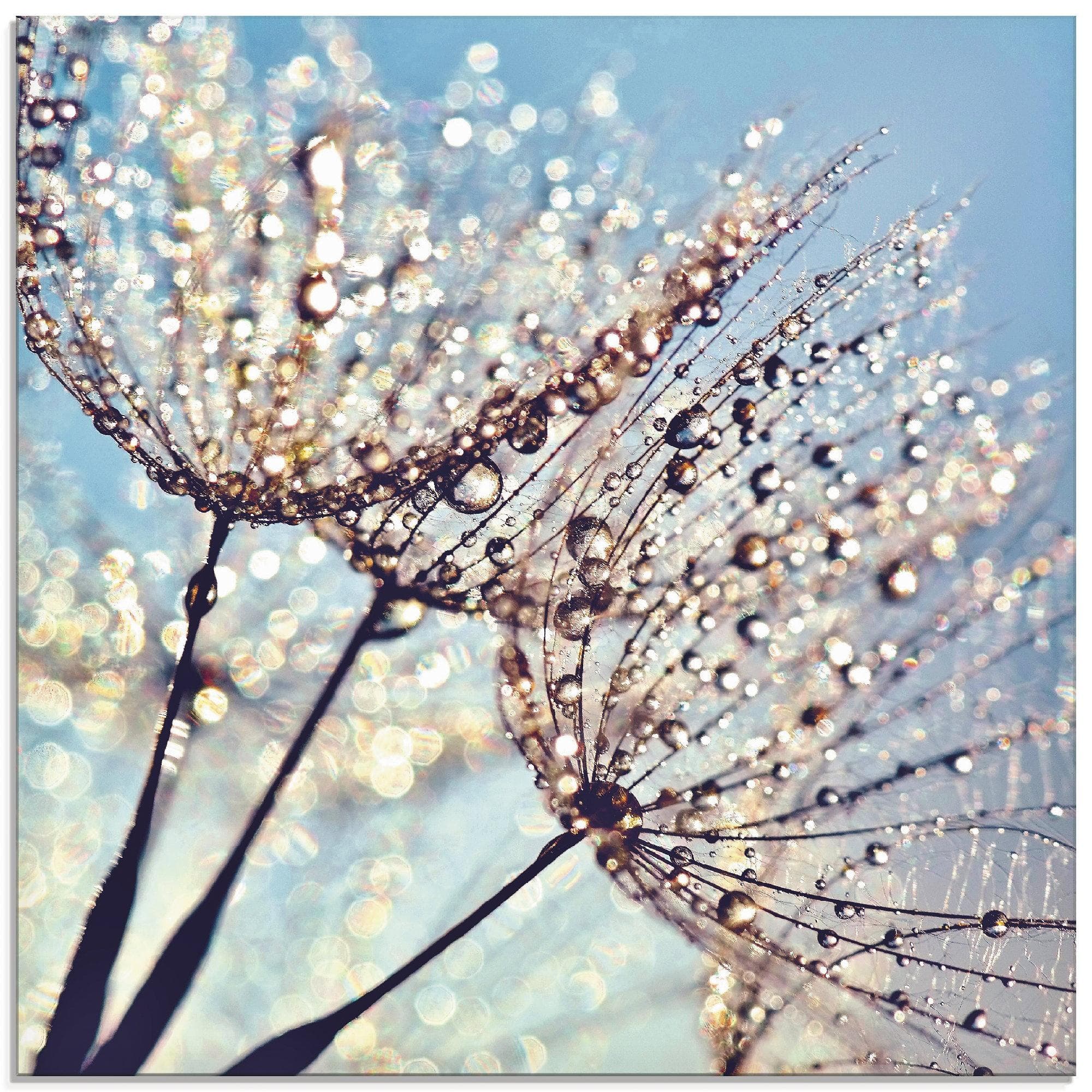 Glasbild Artland Pusteblume Tröpfchenfänger Blau