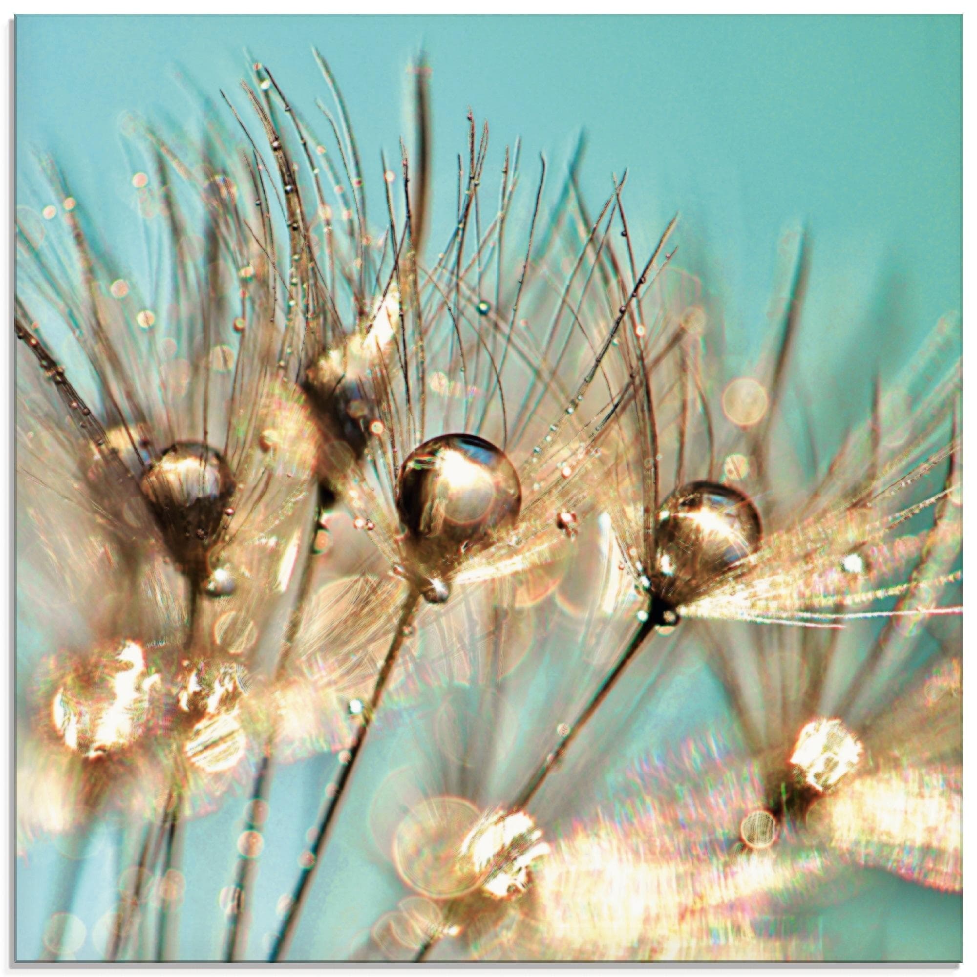 Glasbild Pusteblume Goldener Tau Blau Artland