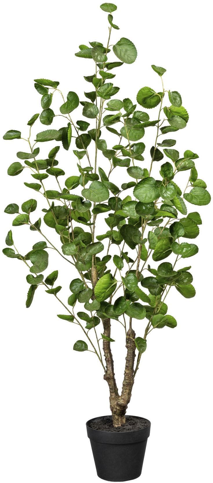 Creativ Green Künstliche Fiederaralie Grün 110cm mit Übertopf