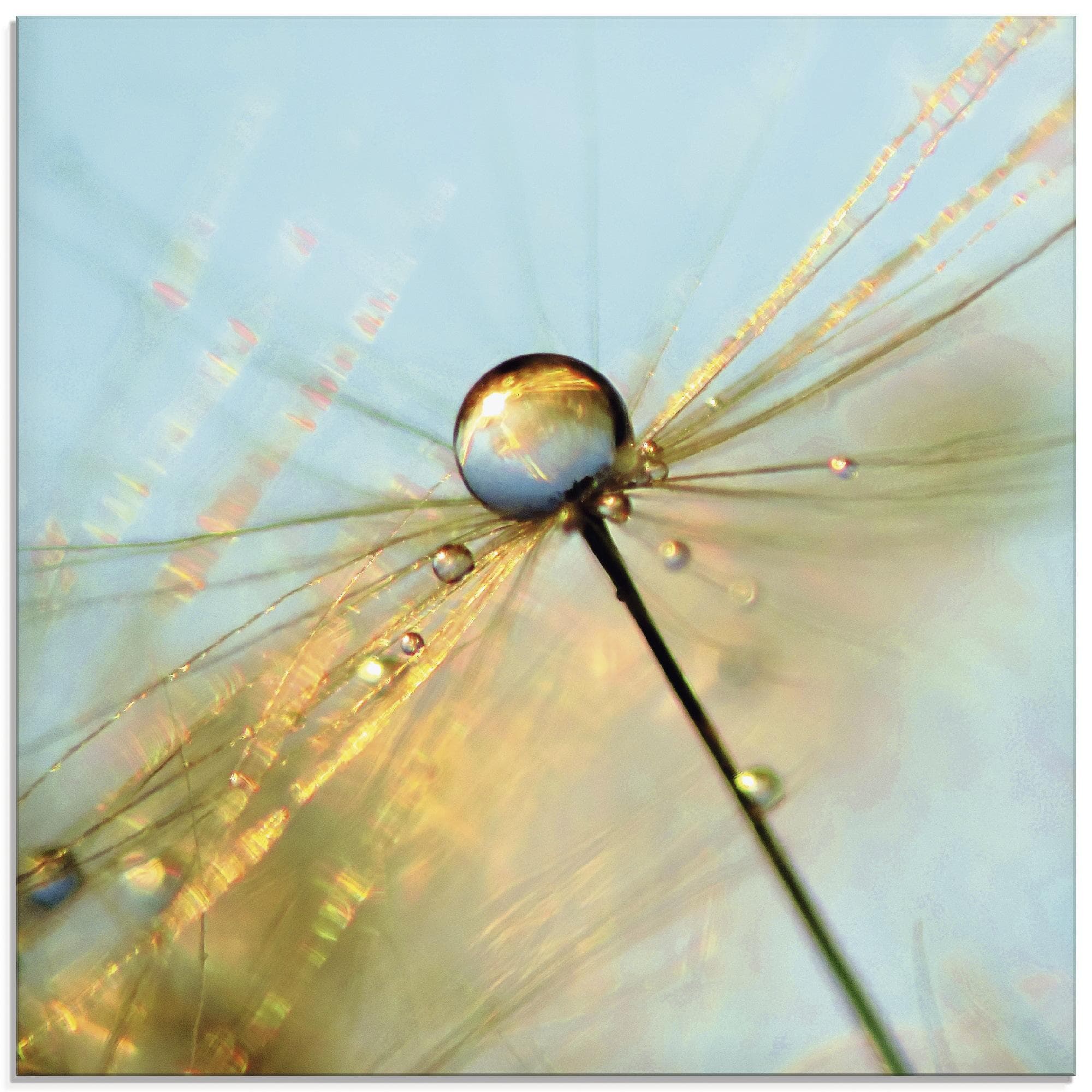 ARTLAND Glasbild Pusteblume Tautropfen II Blau 50x50 cm