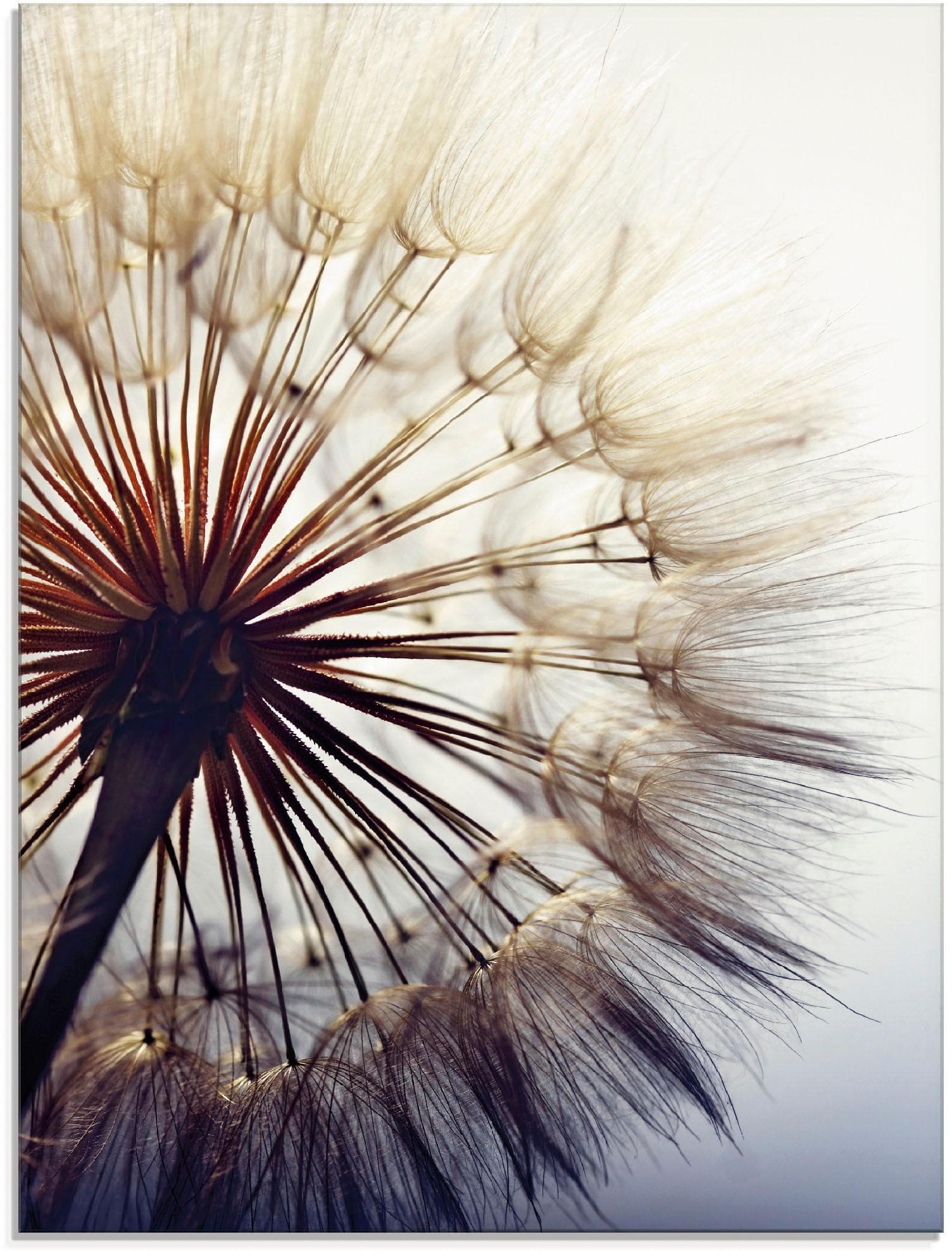 ARTLAND Glasbild Große Pusteblume Blau Modern