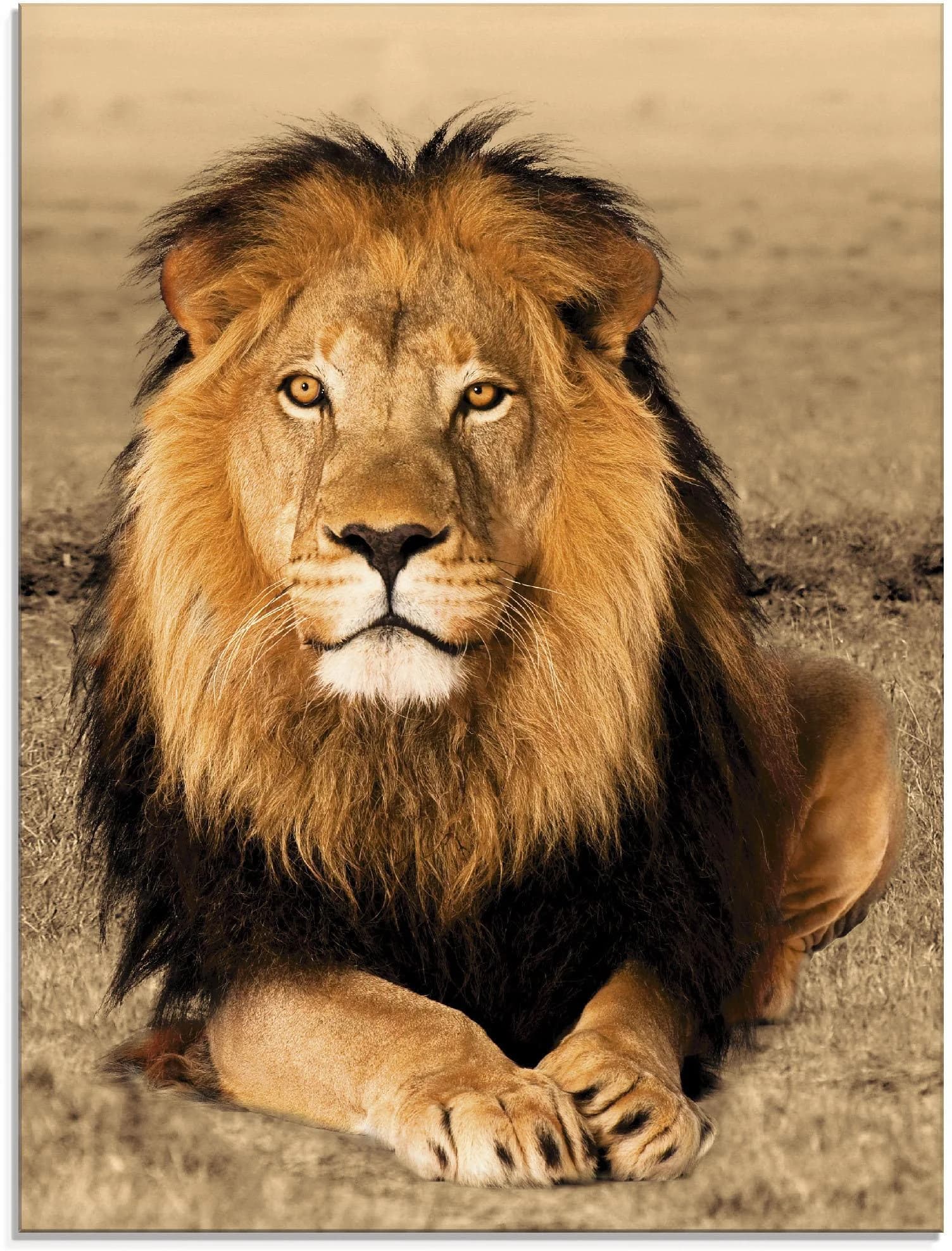 Glasbild ARTLAND Löwe Braun Wildtiere