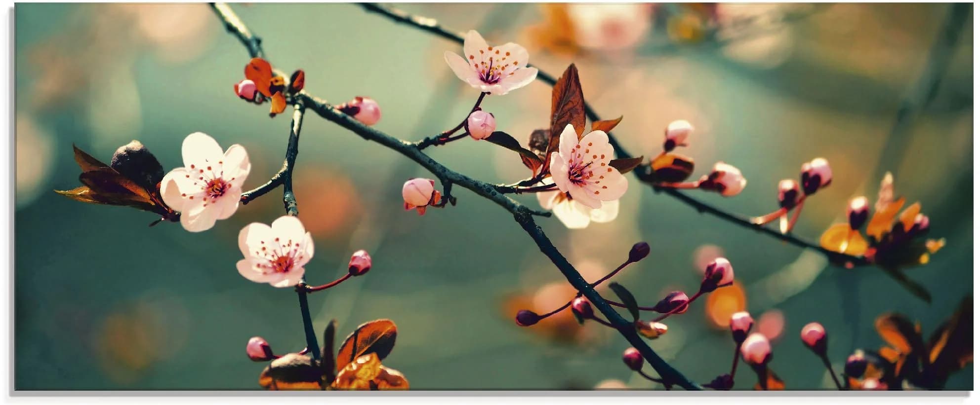 Artland Japanische Kirsch Sakura Blumen Glasbild