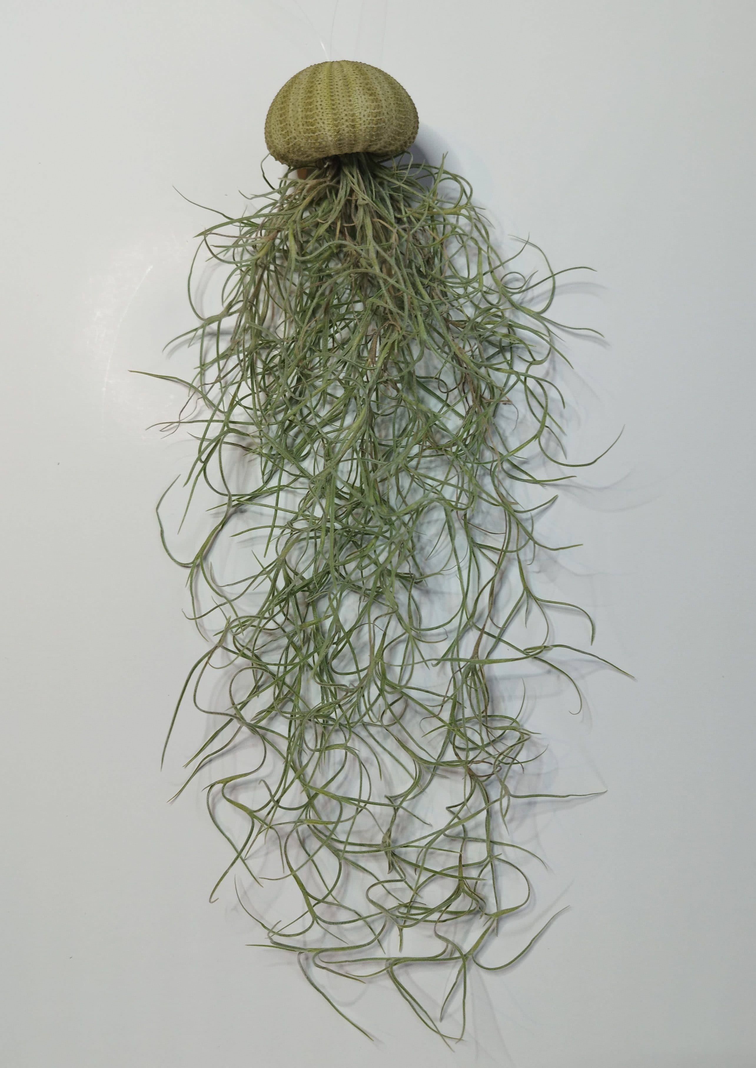 meinvipshop Hängedekoration Seeigel mit Tillandsia Grün