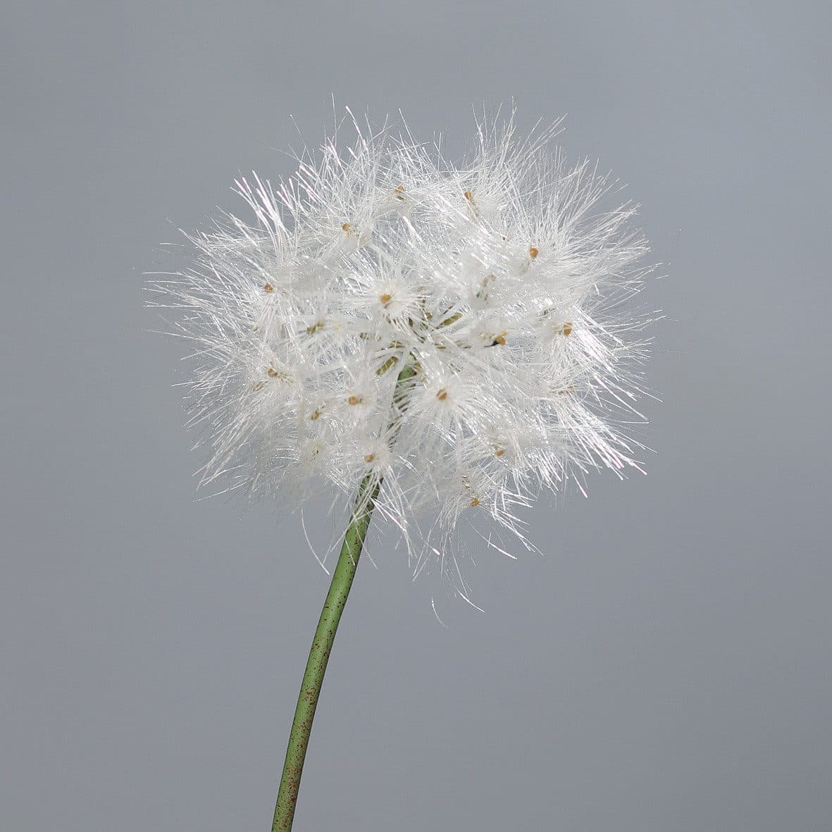 mucPlants Kunstblume Pusteblume Löwenzahn Grün/Weiß