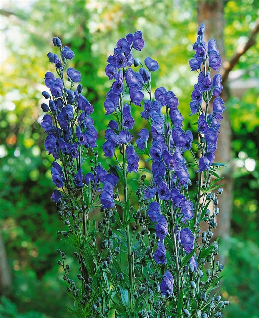 Aconitum napellus 'Kleiner Ritter' Blauer Eisenhut Staude 60-80 cm