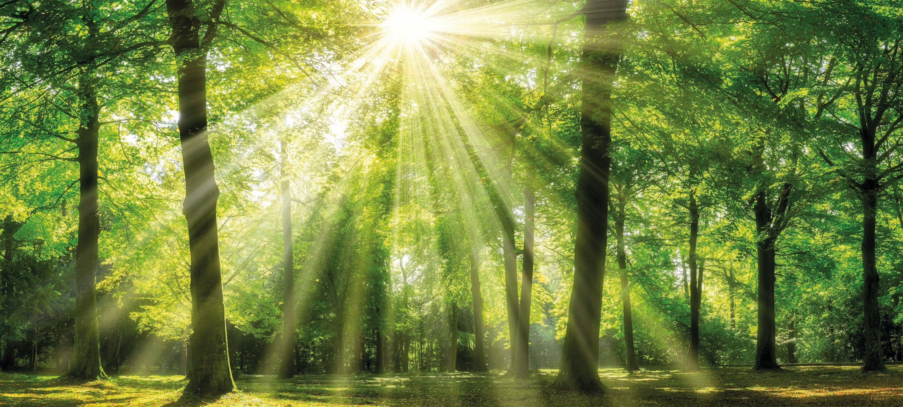 Bönninghoff Leinwandbild Sonnenstrahl Grün Wanddekoration