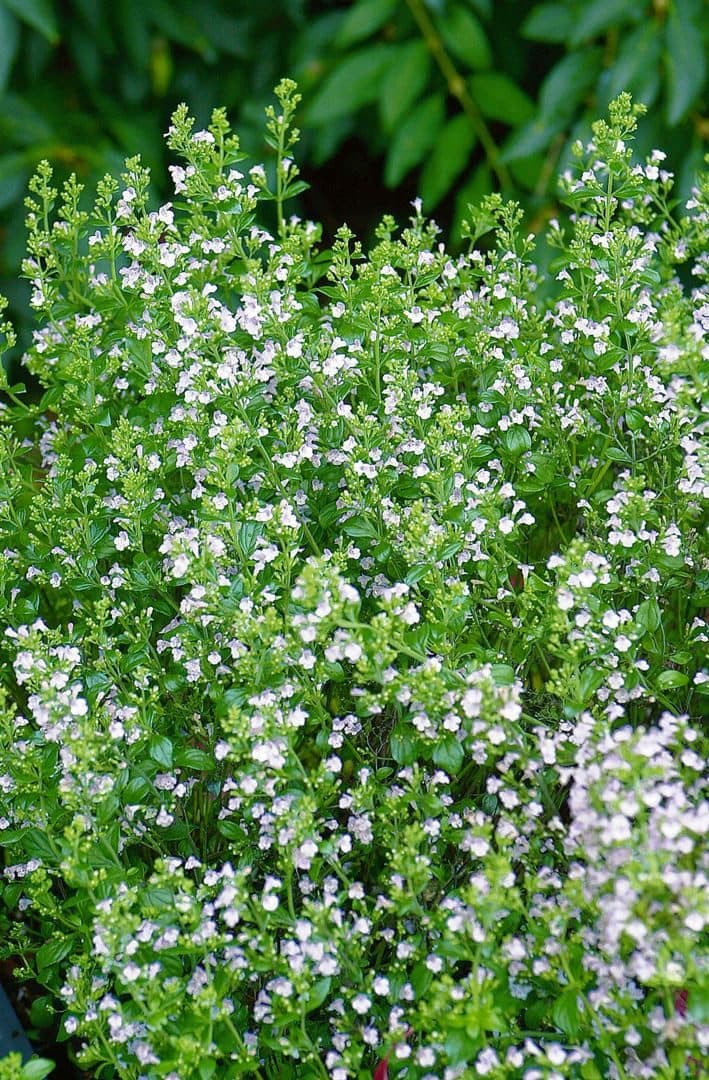 Pflanzen für Dich Staude Calamintha nepeta Weißer Riese Bergminze