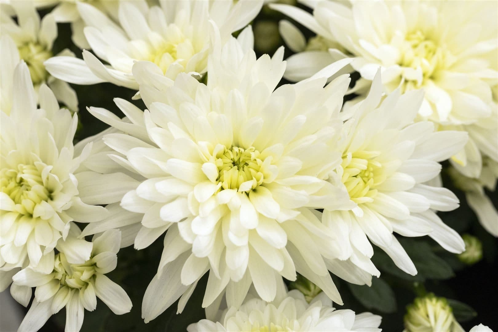 Pflanzen für Dich Chrysanthemum hort. Larry Rosa Staude