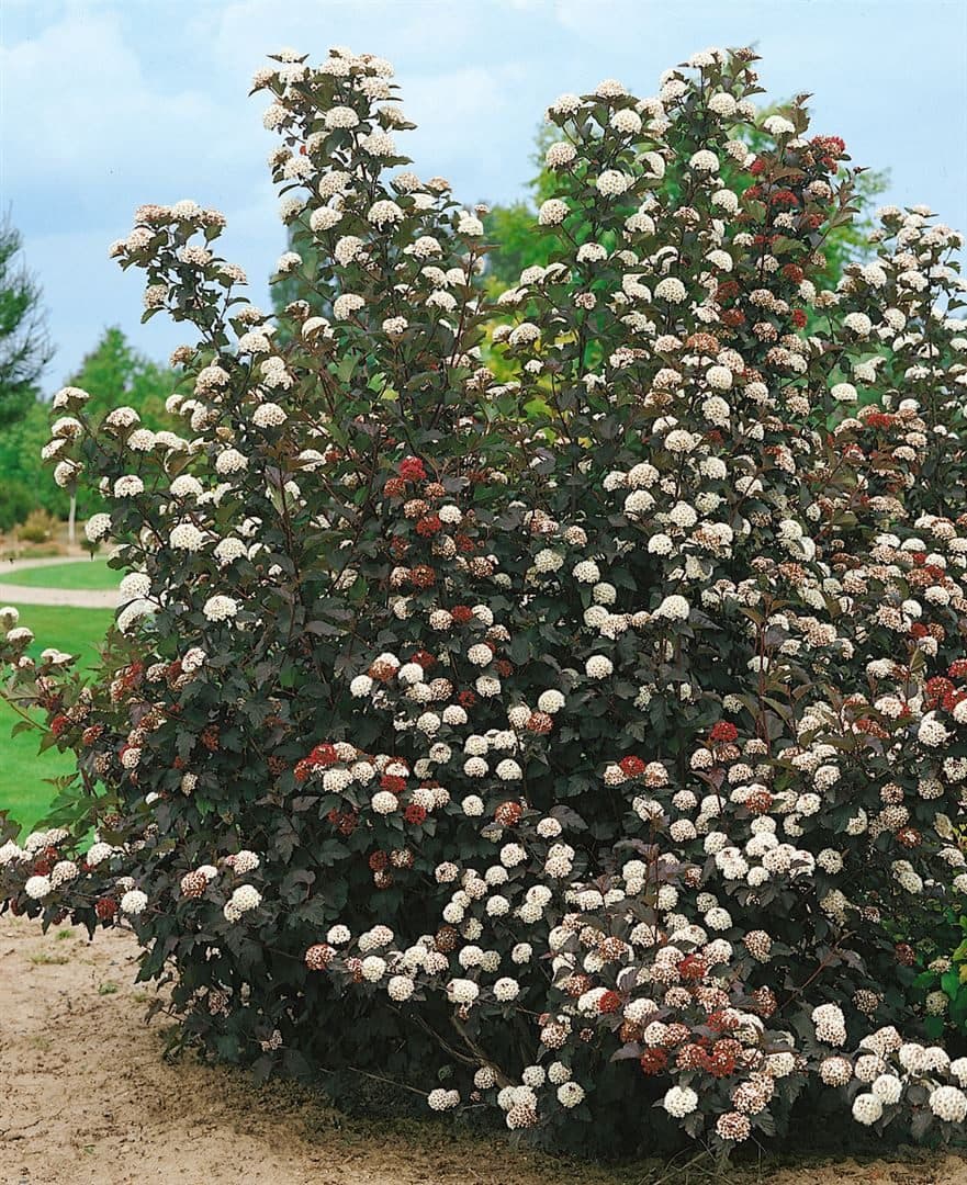 Pflanzen für Dich Gehölze Physocarpus opul. 'Midnight' Blasenspiere