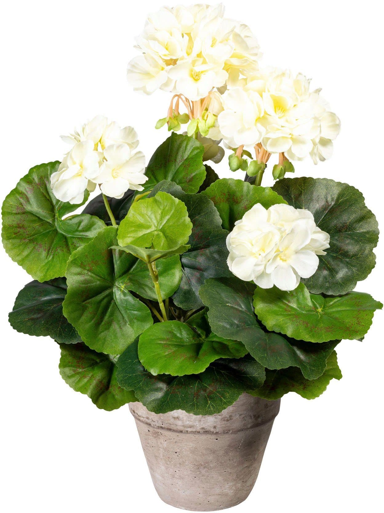 Creativ green Kunstpflanze Geranienbusch Creme im Zementtopf