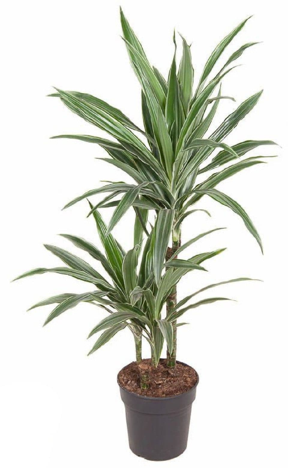meinvipshop Drachenbaum XXL 100cm Zimmerpflanze