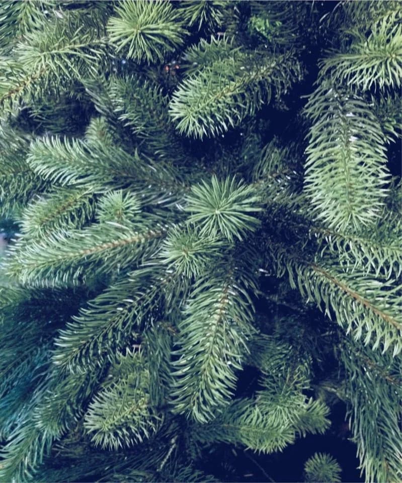 Xenotec Premium Weihnachtsbaum Nordmanntanne Spritzguss