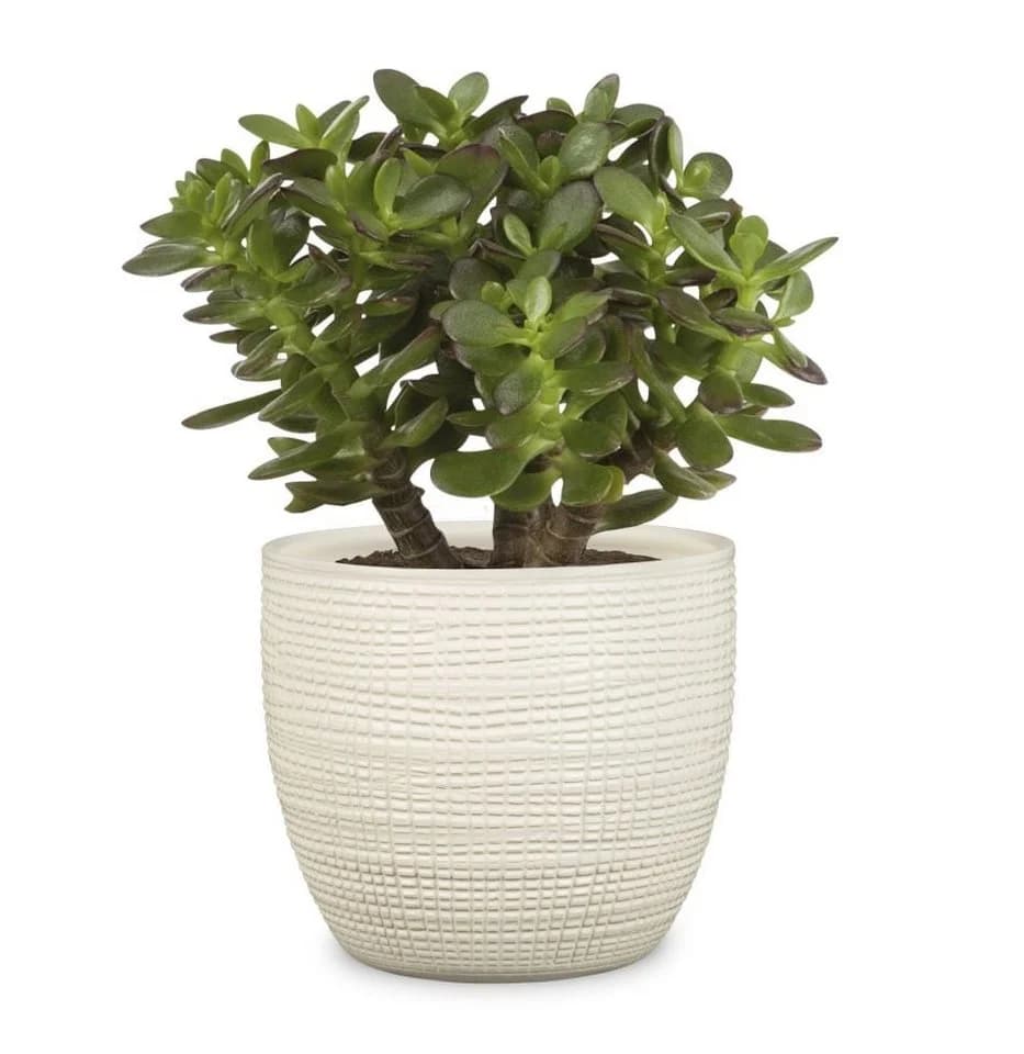 Scheurich Übertopf Serie 866 Creme Keramik
