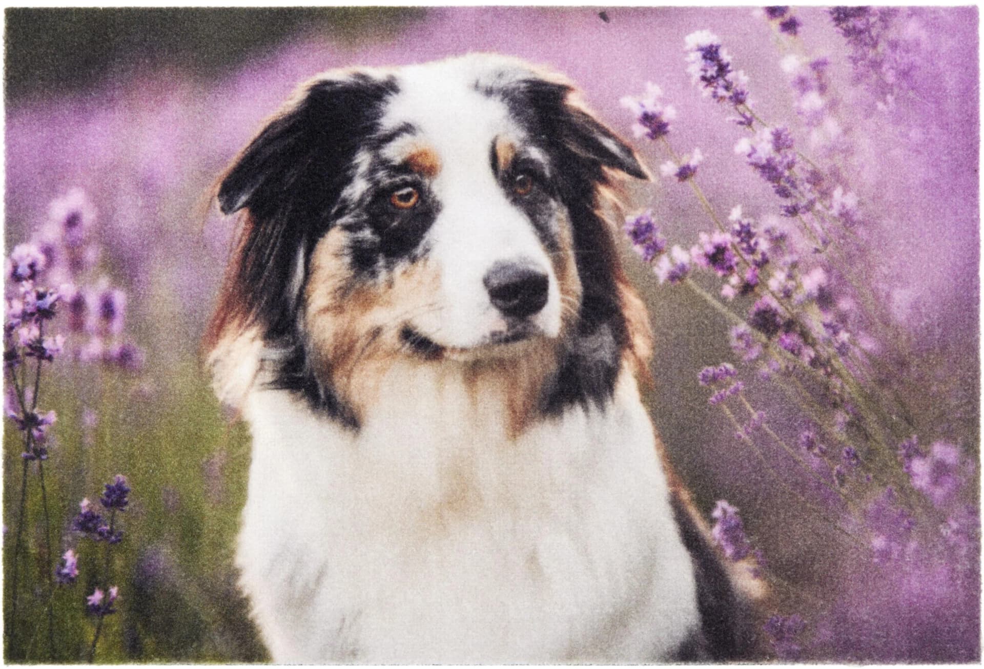ASTRA Fußmatte Deco Print 105 Bunt Hundemotiv
