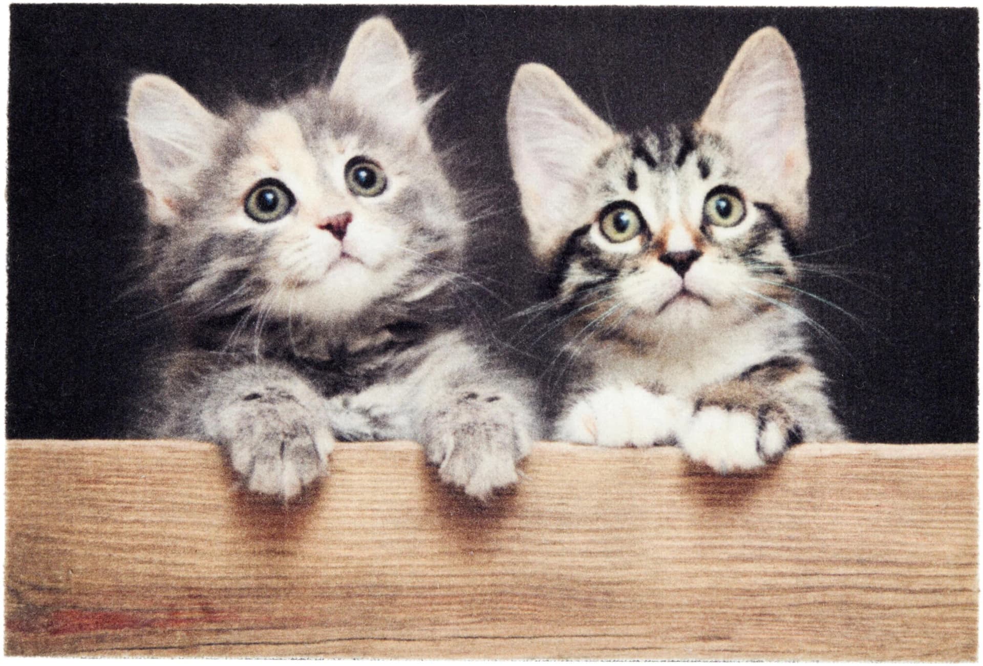 ASTRA Fußmatte Deco Print 108 Katze Motiv Kunstfaser