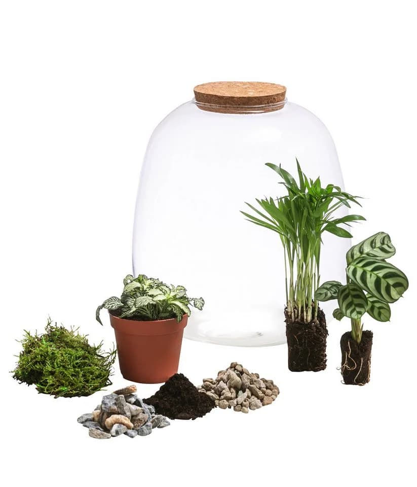 Dehner Terrarium DIY Flaschengarten Mini-Urwald 8-teilig Grün