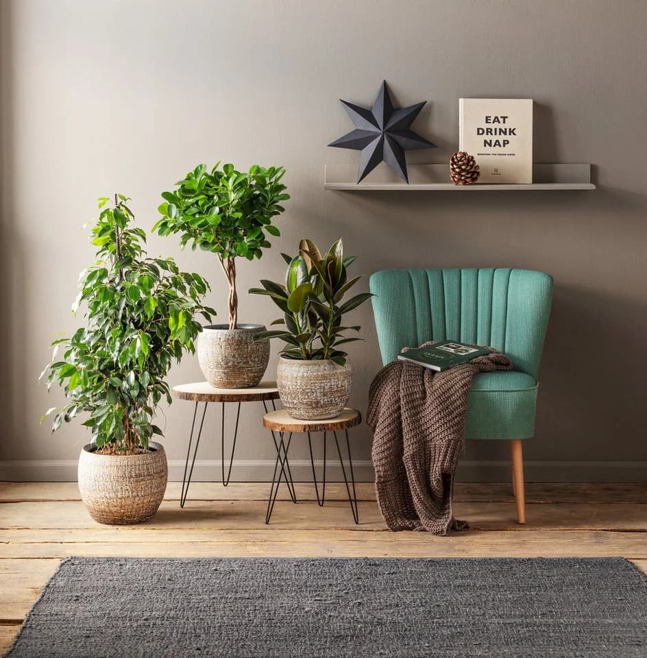 Dehner Lorbeer-Feige Ficus microcarpa Moclame Grün Gedrehtes Stämmchen