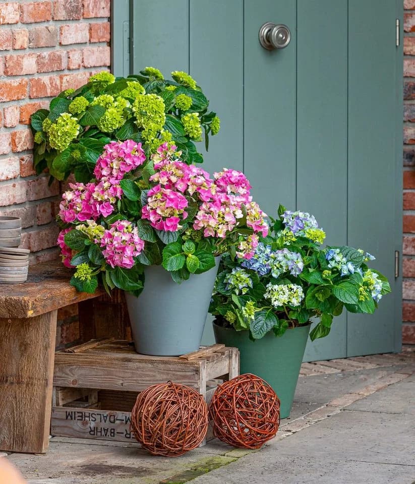 Dehner Weidenkugel Natur Geflochten Deko für Balkon, Terrasse & Garten