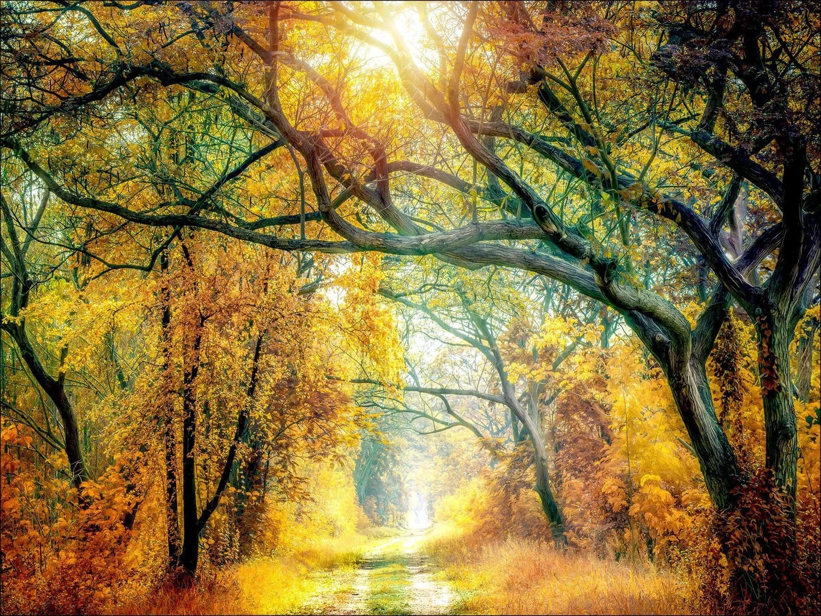 Pro Art Keilrahmenbild SUNSHINE FOREST Bunt Kunstdruck