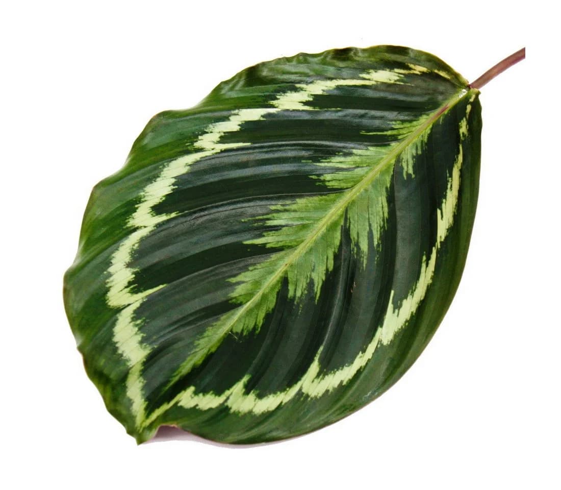 Exotenherz Calathea Medaillon Zimmerpflanze 14cm Topf