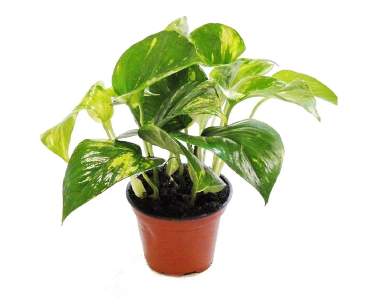 Exotenherz Zimmerpflanze 3er Set Efeutute Scindapsus 12cm Topf
