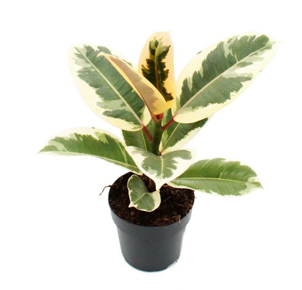 Exotenherz Gummibaum Weissbunter Ficus elastica "Tineke" 11cm Topf